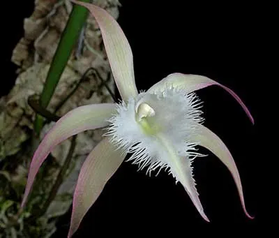 Brassavola David Sander (Brassavola cuculata x Rhyncholaelia digbyana)
