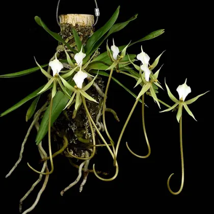 Plectrelminthus caudatus