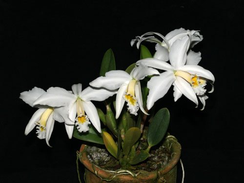 Laelia jongheana alba