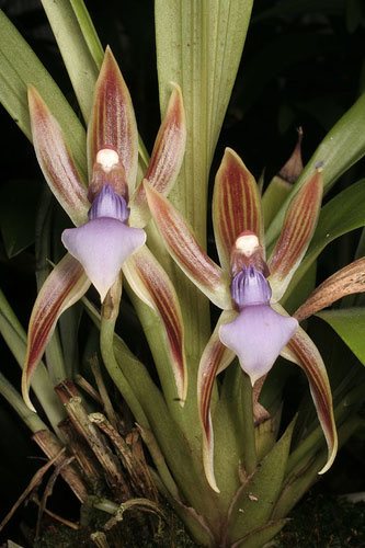 Chaubardiella heteroclita