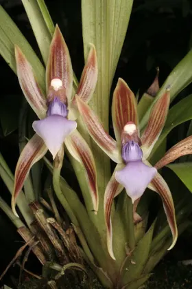 Chaubardiella heteroclita
