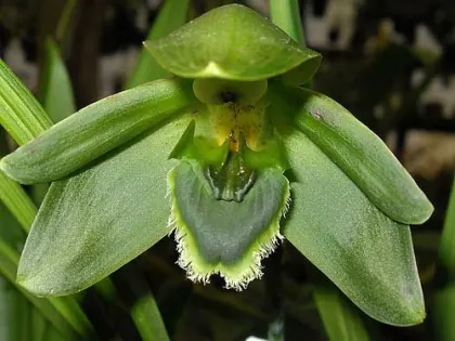 Ida locusta