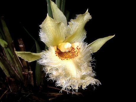 Chondroscaphe flaveola