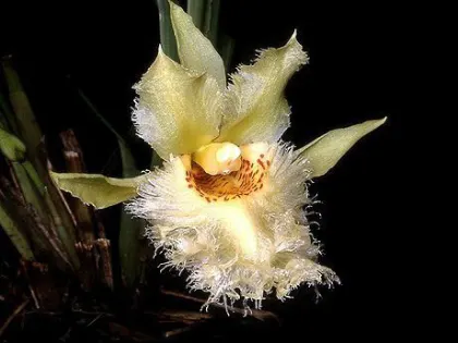 Chondroscaphe flaveola