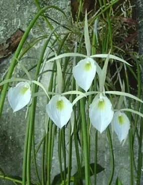 Brassavola tuberculata
