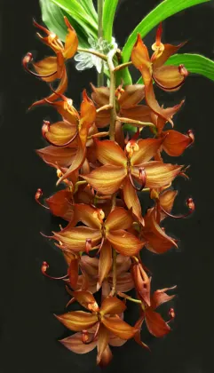 Cycnoches cooperi