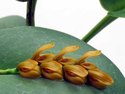 Цветки орхидеи Acianthera casapensis мелкие, горчичного цвета, цветонос появляется из основания листа. Распустившиеся цветы как будто лежат по центру листочка в ложбинке.