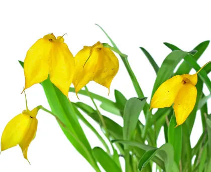 Masdevallia davisii