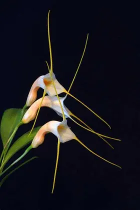 Masdevallia constricta