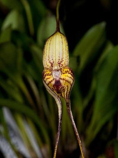 Masdevallia manoloi