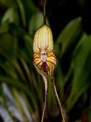 Masdevallia manoloi