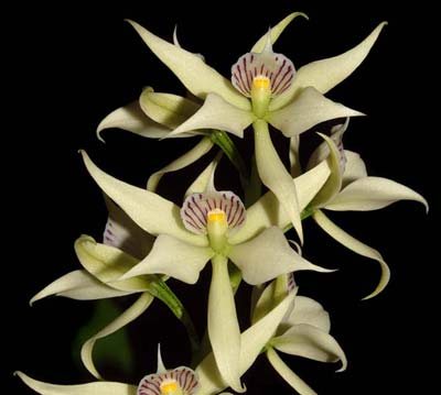 Prosthechea fragrans