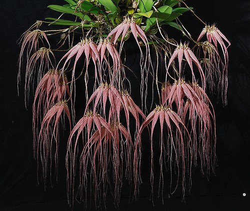 Bulbophyllum Elizabeth Ann