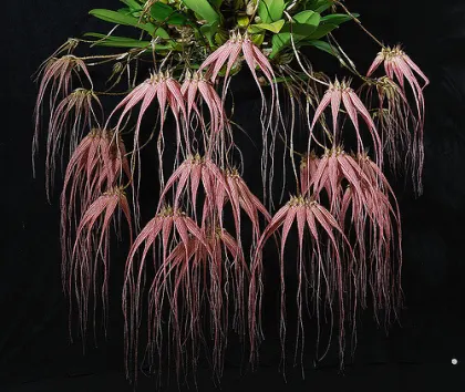 Bulbophyllum Elizabeth Ann