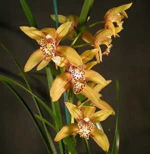 Cymbidium Chen's Ruby 'ORCHIS'