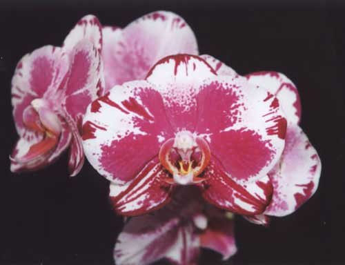Doritaenopsis (Black Butterfly x Minho Stripes) \'Kitty Cat\'