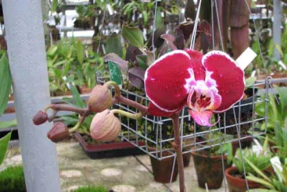 Doritaenopsis Ever Spring Pioneer \'O-1\'