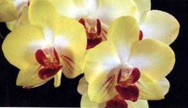 Doritaenopsis King Shiang\'s Baby \'Yellow Kitty\'