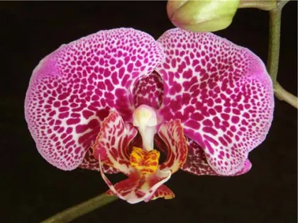 Doritaenopsis Mei Dar Prince 'M.D.'