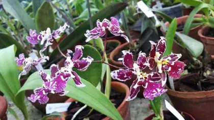Oncidium Namboh Waltz 'Boso Sweet'