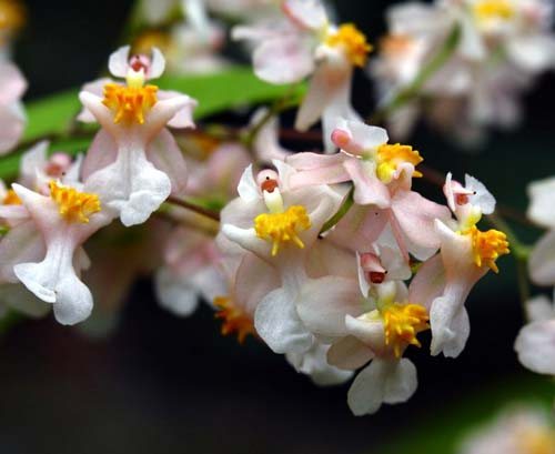 Oncidium Tsiku Marguerite 'Romantic Fantasy'