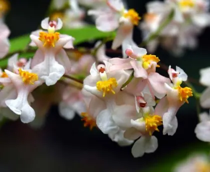 Oncidium Tsiku Marguerite 'Romantic Fantasy'