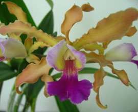 Schomburgkia Thomsoniana x Cattleya Penny Kuroda