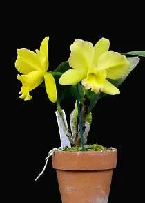 Potinara Memorial Gold \' Canary\'