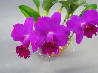 Laeliocattleya Imperial Wings 'Noble' (Laelia pumila x Laeliocattleya Stephen-Zuiho)