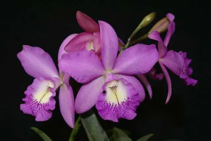 Brassocattleya Little Marmaid 'Janet' AM/AOS (Cattleya walkeriana x Brassocattleya Maikai)