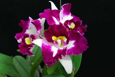Laeliocattleya Chan Hsiu Jewel 'San Mei' (Cattleya Moscombe x Laeliocattleya Wayndora)