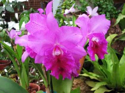 Potinara Hsinying Pink Doll 'Hsinying' (Brassocattleya Little Marmaid x Potinara Li Jiuan Dancer)
