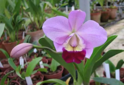 Laeliocattleya (Orglade's Glow-Love Knot) 'Hsinying' 