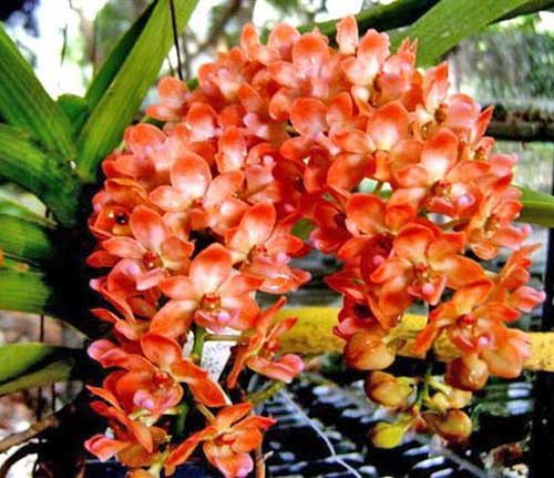 Rhynchostylis gigantea Orange