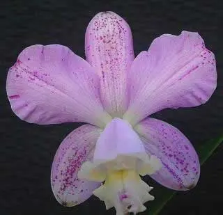 Laeliocattleya Fonte da Saudade