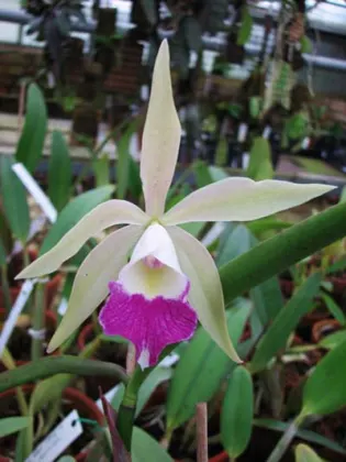 Laeliocattleya Plum Perfection x Brassavola perrinii