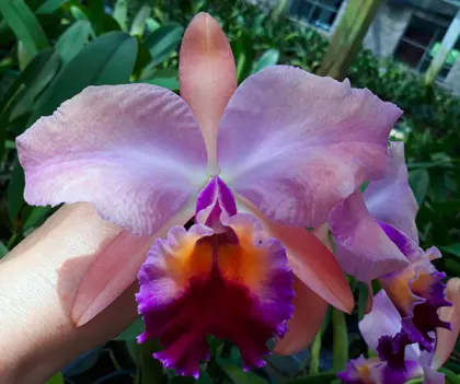 Laeliocattleya Tyl Belle 'Fantasy' (Tyl x Edgard Van Bele)