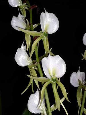 Angraecum eburneum