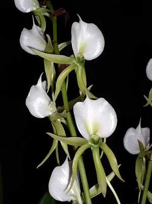 Angraecum eburneum