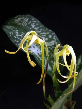 Maxillaria reichenheimiana