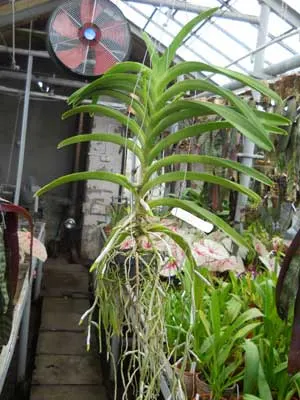 Ascocenda Krailerk White x Vanda tessellata