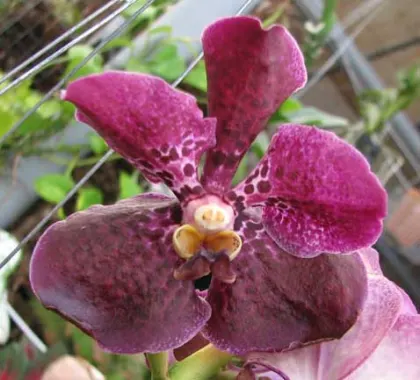 Ascocenda Kultana Pappion x Vanda Patcharee\'s Delight