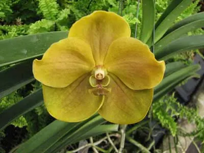 Ascocenda Laurel Paul x Vanda Pranermprai