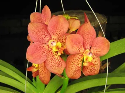 Ascocenda Medasand x Ascocenda Yip-Cua Chia Long