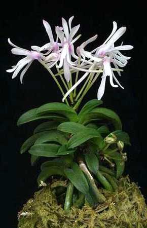Neofinetia falcata Seikai