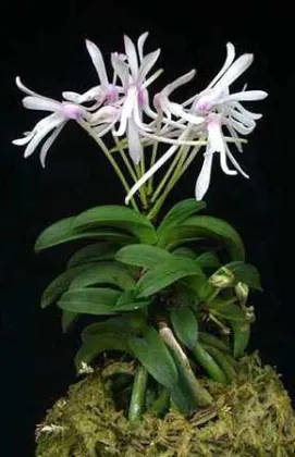 Neofinetia falcata Seikai