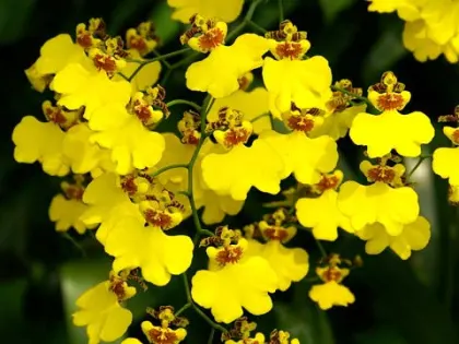 Oncidium Gower Ramsey 'Lemon Heart'