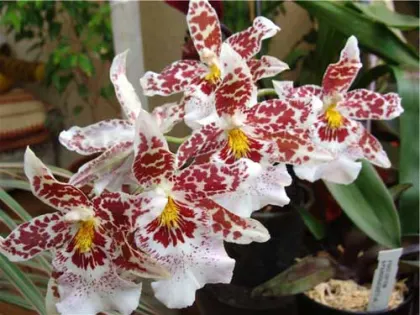 Vuylstekeara Cambria 'Favorit'