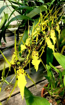 Brassidium Shooting Star