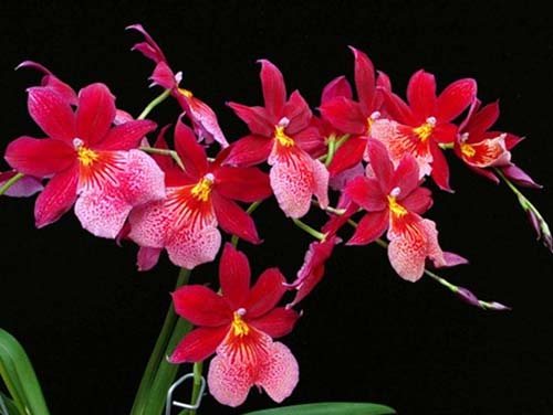 Burrageara Nelly Isler 'Swiss Beauty'